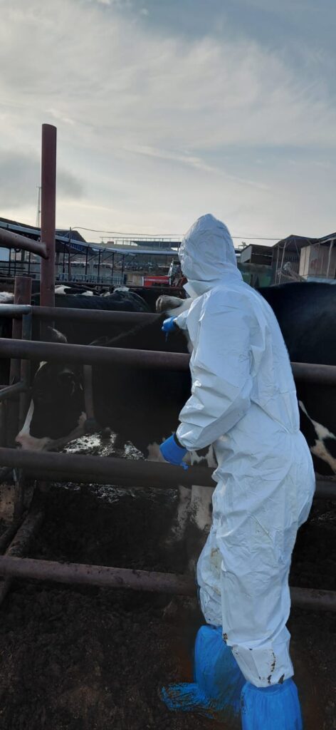 Şap hastalığına karşı aşılama çalışmaları sürüyor