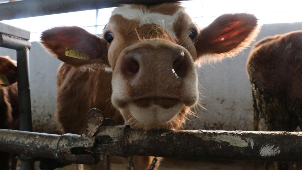 “Şap hastalığıyla mücadelede aşılama, karantina ve denetimler sürdürülüyor”