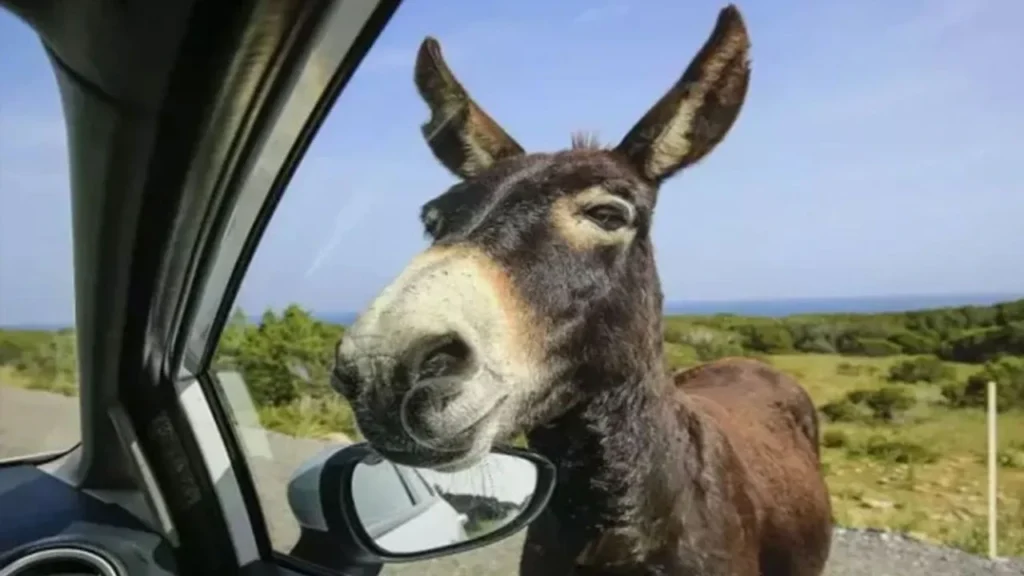 Yenierenköy–Dipkarpaz yolunda dikkatsiz sürücü eşeklere çarptı: 3 eşek hayatını kaybetti