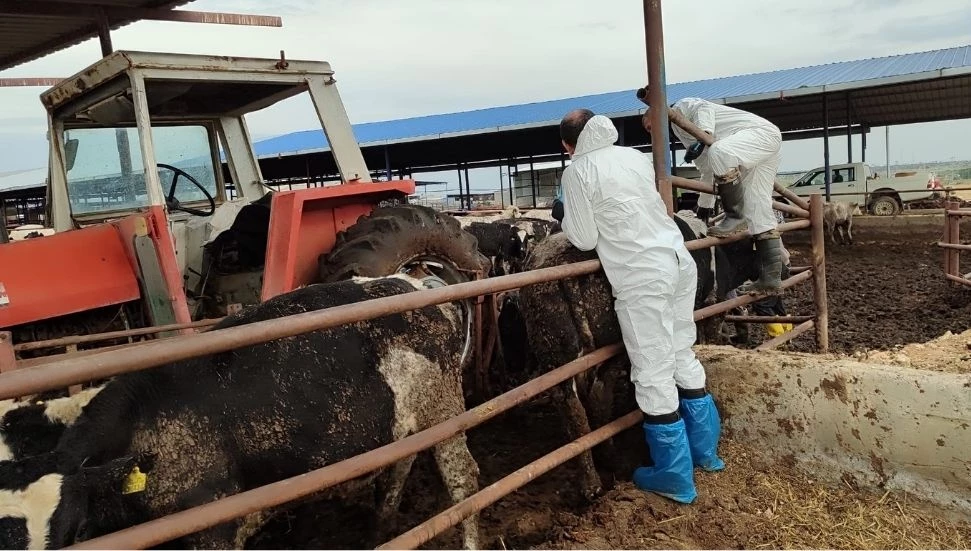 Toplam 67 bin 973 büyükbaş hayvan aşılandı