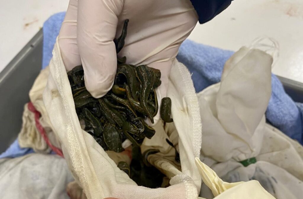 İstanbul Havalimanı’nda 90 bin sülük ele geçirildi