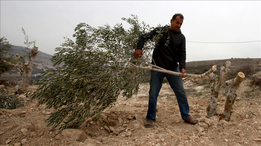 İsrail, Batı Şeria’da 1 haftada 777 ağacı kökünden söktü!
