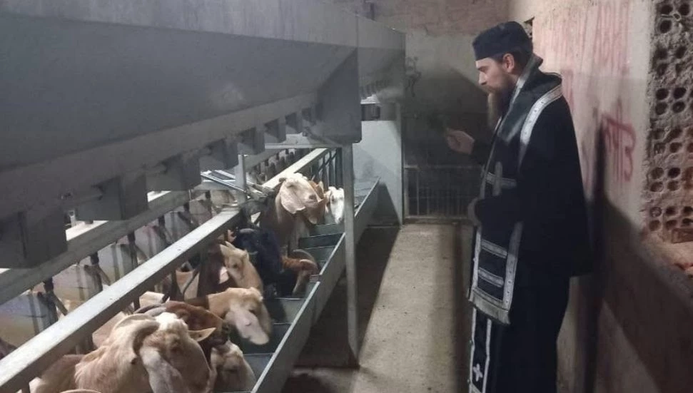 Larnaka’da papazlar şap hastalığına karşı hayvanları ve üreticilerı kutsadı