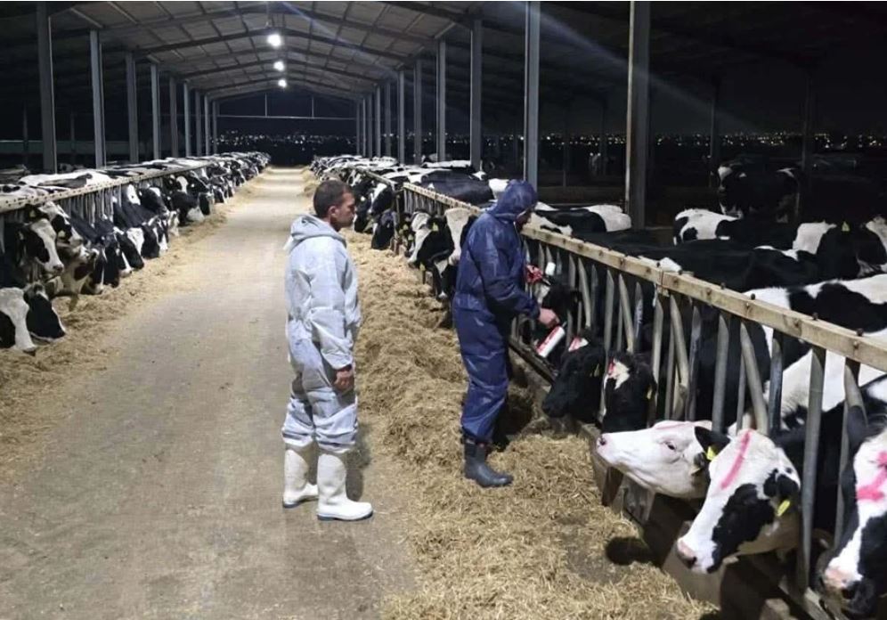 Güney Kıbrıs’ta şap hastalığında vakalar giderek çoğalıyor