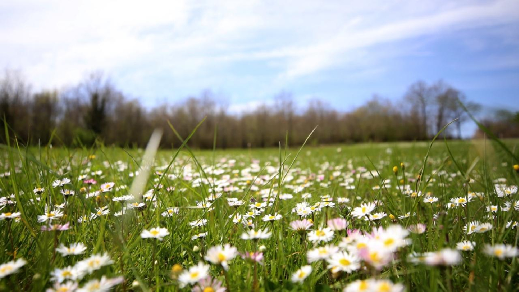 Son cemre toprağa da düştü