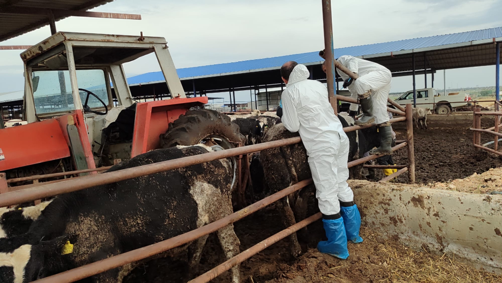 Güney Kıbrıs’ta şap hastalığıyla mücadelede aşılama sürerken hayvancılar itlaflara tepkili