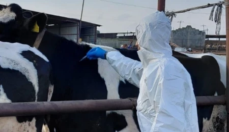 Güney Kıbrıs’ta 3 çiftlikte daha şap saptandı