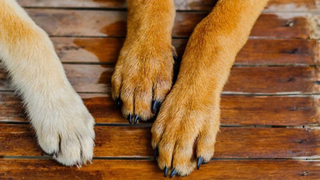 Sipahi’de köpeğin elektrik direğine asılarak öldürülmesiyle ilgili 1 kişi tutuklandı