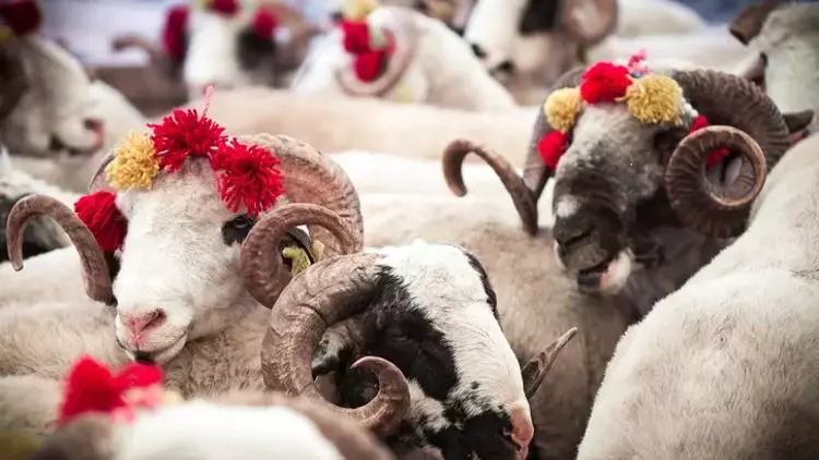 Kanser Hastalarına Yardım Derneği, kurban bağışları için çağrı yaptı