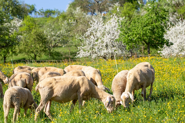 Hayvan otlatma tartışması kavgaya dönüştü