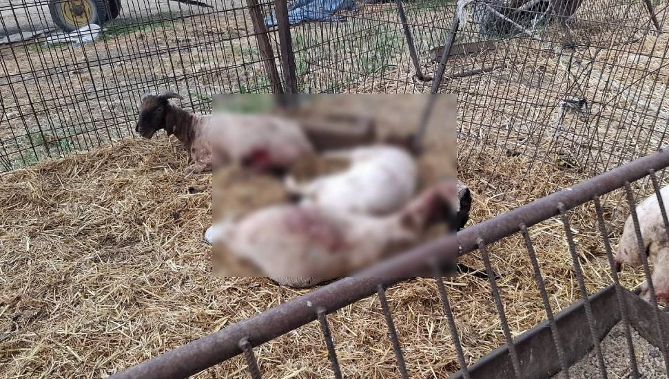 Onalt: Başıboş köpeklerin saldırıları üreticiler için büyüyen bir sorun haline geldi