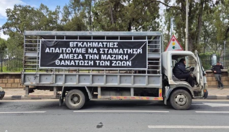 Güney Kıbrıs’ta hayvancılar, şap nedeniyle hayvanların itlaf edilmesini süresiz protesto etmeye hazırlanıyor