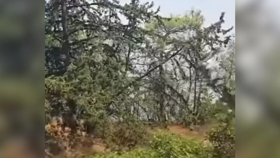 Tirmen’de ormanlık alanda yangın!