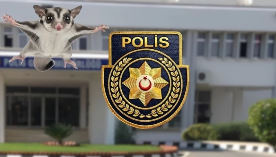 Lapta’da yasaklı egzotik türden 6 Şeker Planörü bulundu: 1 kişi tutuklandı